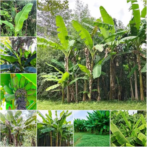 semillas organicas columnares bonsái banano de plátano resistente semillas de plátano - Serie 60pcs