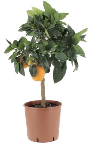 KENTIS - Citrus Sinensis Rouge - Orange Rouge - Plantes d'Agrumes - Plantes d'Extérieur - H 70-80 cm Pot Ø 20 cm