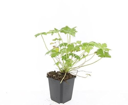 Plantas de Geranio para Exterior, Flores Azules, Pack de 24, Maceta 9cm