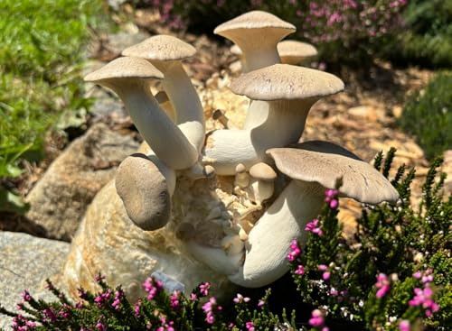 Bio Kräuterseitling Pilzzuchtkultur klein