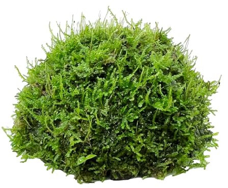 Half Coconut with Moss - an Easy Growing Aquatic Plant