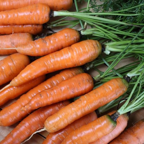 PREMIER SEEDS DIRECT - Flyaway F1 Carrot Seeds, Approx 1400 Seeds
