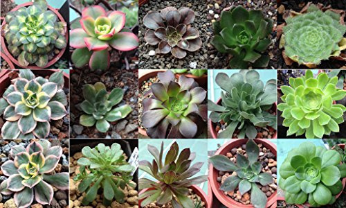 Aeonium Mix 10 SEMI Esotico Carino Rare Suculenta CombSH C81