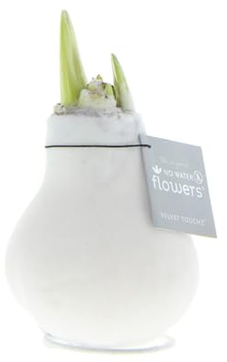 Bloomique - Velvet Weiß - Amaryllis in Wachs - No Water Flowers - Blumenzwiebel in Wachs - Weihnachtsgeschenke und Deko - 15cm hoch bei Lieferung - Wächst zu 40-60 cm