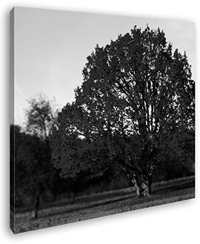 deyoli wunderschöner Laubbaum im Herbst Format: 60x60 Effekt: Schwarz&Weiß als Leinwandbild, Motiv auf Echtholzrahmen, Hochwertiger Digitaldruck mit Rahmen, Kein Poster oder Plakat