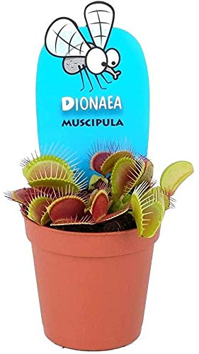 Fleischfressende Pflanze Dionaea Muscipula