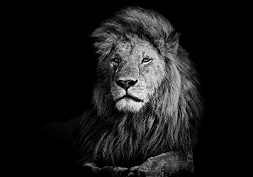 wandmotiv24 Fototapete Löwe schwarz weiß, L 300 x 210 cm - 6 Teile, Wanddeko, Wandbild, Wandtapete, Tiere Afrika Portrait M6535
