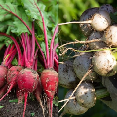 PREMIER SEEDS DIRECT - Turnip Seeds - TEMARI F1-30 Seeds (TEMARI White)