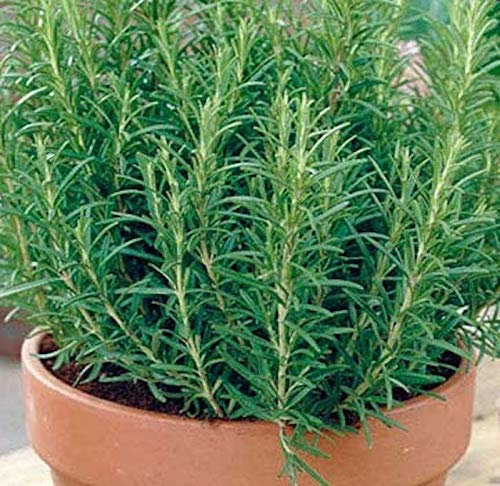 ROSMARINO (Rosmarinus officinalis) - SEMI