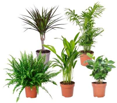 Plantas Pet Friendly DECOALIVE Pack Aficionado: Helecho, Palmera Areca, Planta del Café, Chamaedorea Elegans y Dracaena Marginata