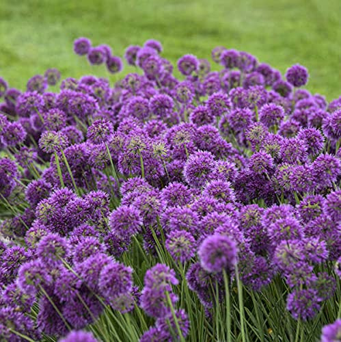 Lavender Bubbles Ornamental Onion - One Gallon Container
