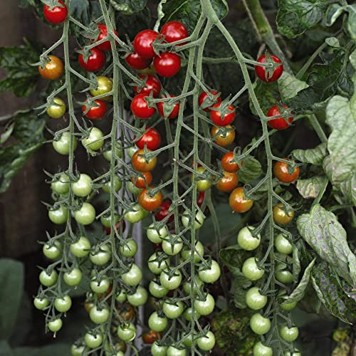 Suttons Tomato Seeds - F1 Sweet Million, Tomato Seeds, Lycopersicum, 20 Seeds per Pack, Grow Your own, Ideal for beds, Borders, containers, Greenhouse.