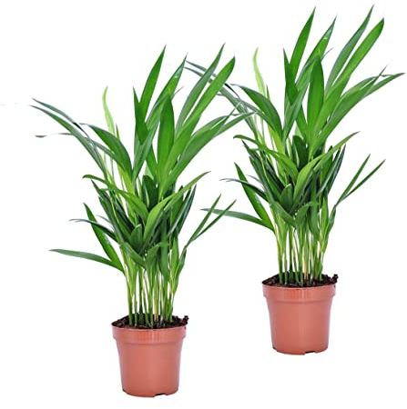 Plant in a Box - Dypsis Lutescens - Set of 2 - Areca Palm Indoor Plant - Height 30-45cm - Butterfly Palm - Pot 12cm