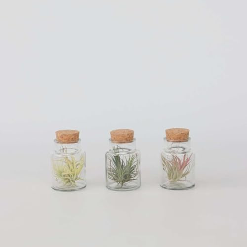 Tillandsia - Luftpflanzenmischung in Glasflaschen | 3 Stück - 5-15cm - Ø5cm - Zimmerpflanze - Immergrün - Multideal