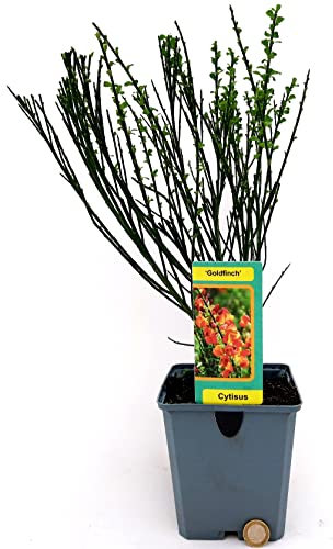 POWERS TO FLOWERS - GINESTRA ARANCIONE, pianta vera