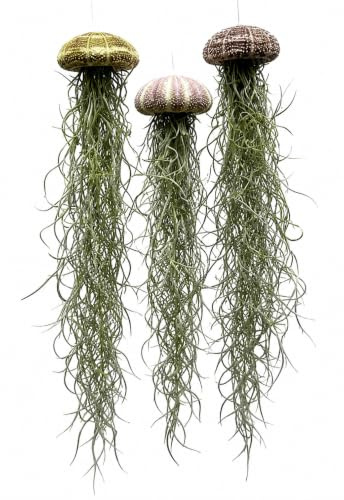 Set di 3 Piante Medusa con Ricci di Mare Naturali e Tillandsia – Airplants Vive con Muschio Spagnolo – Versione Classica – Regalo Naturale – Trendyairplants