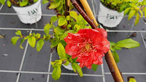 Chaenomeles speciosa 'Mango Storm' / Cognassier du Japon orange/Conteneur de 3 à 4 litres