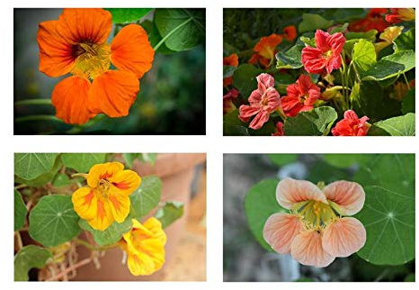 Stk - 10x Kletterpflanzen Tropaeolum Jewel of Africa Garten Pflanzen - Samen KS217 - Seeds & Plants Shop by Ipsa