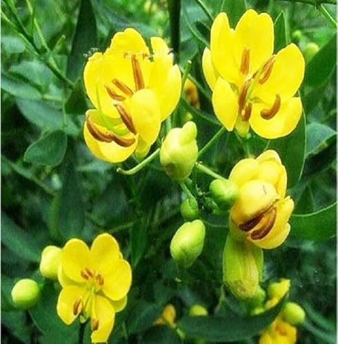 Pianta Cassia Floribunda