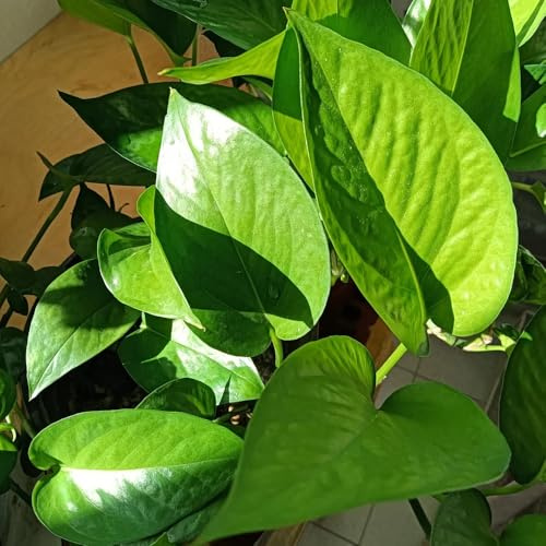 Semi di Pothos - semi esotici Epipremnum aureo - semi vecchie varietà resistenti per il giardino resistenti all'inverno per balconi sospesa 80pcs