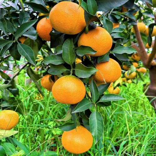 orangenbaum hochbeet balkon zwergobstbäume topfpflanzen exotische zimmerpflanzen pflanztopf obstbäume kaufen hochbeete für garten winterharte kübelpflanzen dekopflanzen dachbegrünung 300samen