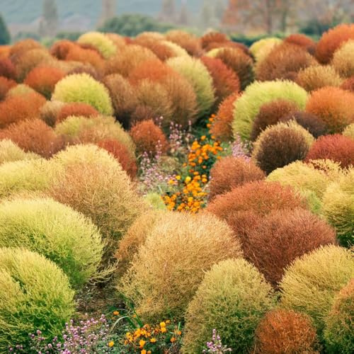 semi di kochia scoparia resistenti per il giardino cipresso estivo resistenti da appartamento che purificano l'aria decorazione, 100pcs