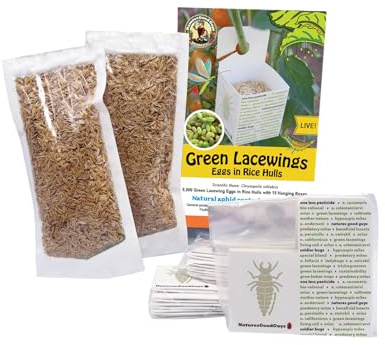 Green Lacewing 5,000 Eggs