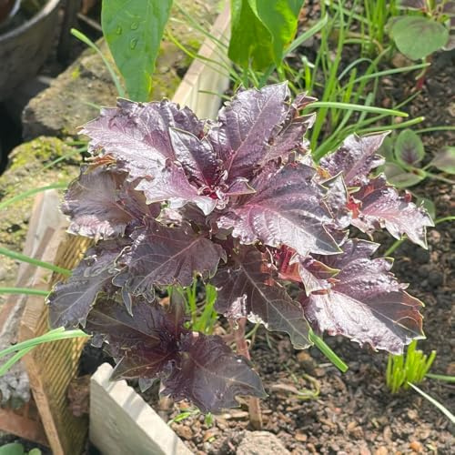 semi di basilico biologico - perenni, resistenti al freddo decorative, per giardini 200pcs