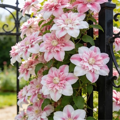 Clemátide rara y resistente - Clemátide trepadora perenne en maceta - Ideal para jardín, balcón y decoración en maceta-3 Rizoma-C