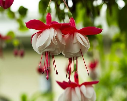 100 graines de fleurs fuchsia