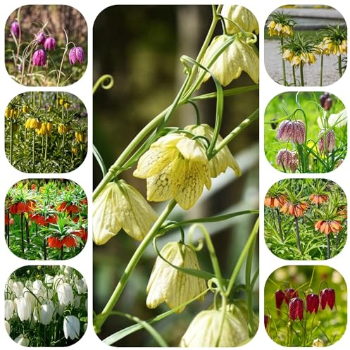 6bulbi imperiali, tuberi di fritillaria decorazione primaverili corone imperiali, giardino da balcone, crescita
