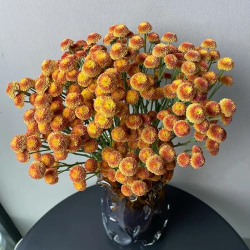 semillas de margarita - semillas de silvestres Cama elevada exótica otoño decoración sala estar orgánicas en lugares soleados 60pcs