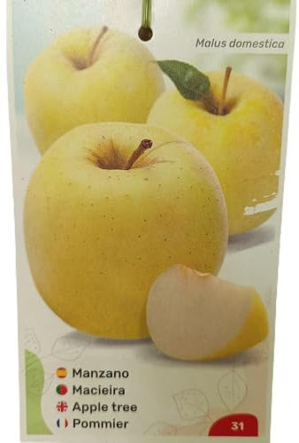 MANZANO GOLDEN | Maceta 25CM | Planta de Exterior | Fácil Cuidado | Manzana | Sabor Premium | Delicia frutal