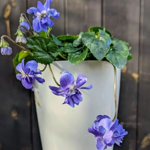 duftveilchen zimmerbonsai, duftveilchensamen frühlingsblumen, winterharte kübelpflanzen exotische winterhart blumenwiese 250pcs