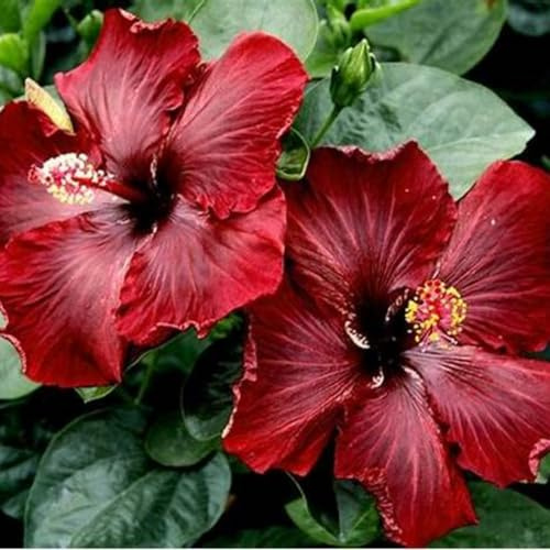 Hibiscus Knollen,Blumenzwiebeln Mehrjährig winterhart,Gartenzwiebeln,Ausgezeichnete Verzierung,Mysteriöse Magische Glühbirne,Hibiskus rhizom,seltene pflanzen.-1zwiebeln-C