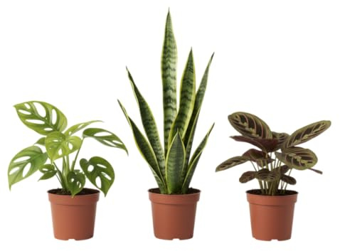 DECOALIVE Green Trio| Monstera Adansonii, Maranta y Sansevieria Tres Plantas Naturales que Aportan Frescura Estilo y Bienestar al Ambiente