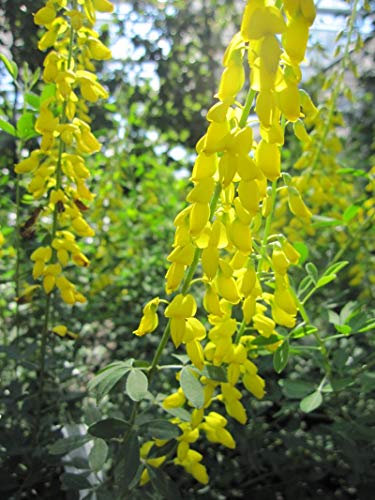 Cytisus nigricans Cyni - Schwarzer Ginster Cyni Preis nach Größe 40-60 cm