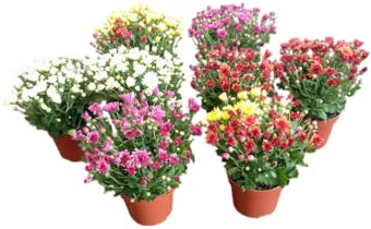 Kit de 8 Plantas Naturales Margaritas y Crisantemos para Decorar con Color tu Hogar