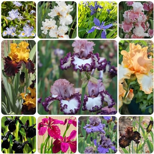 Semillas de iris - silvestres perenne resistente Iris tectorum - Semillas de perennes resistentes para balcones 400pcs