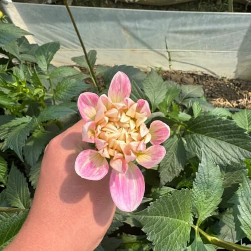 tuberi di dalia - tappezzanti in vaso giardino decorazioni esterni 10pcs