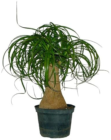 Nolina Recurvata Planta de Interior Ideal para un Toque Tropical y Natural