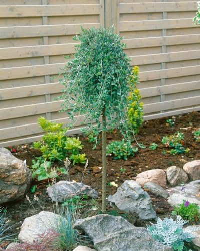 Salix repens 'Voorthuizen' 30 cm Stammhöhe – Winterhart, Mehrjährig, Pflegeleicht – Kriechweide – Stämmchen für Kübel & kleine Gärten