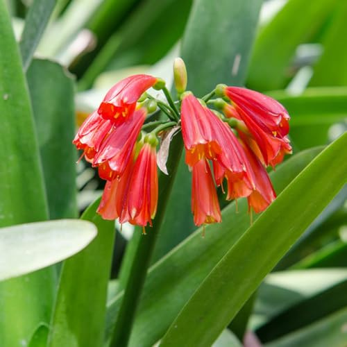 cliviasamen - exotisch winterhart balkon garten 50pcs
