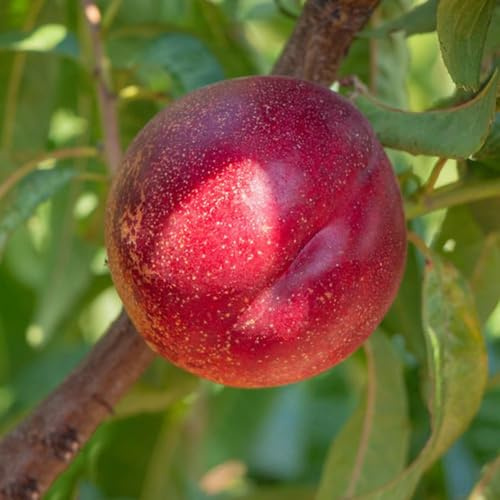 35samen pfirsichbaum - nektarinenbaum winterhart, garten garten exotische winterhart, balkonpflanzen obstbäume dekopflanzen zwergobstbäume