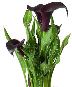 Cala o Lirio de Agua Planta de Interior Natural Resistente