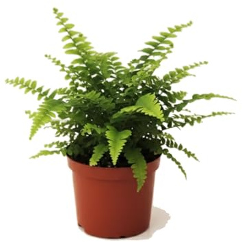 Nephrolepis Exaltata Helecho Espada 12 cm de Maceta - Planta Viva 25 cm DECOALIVE para Salón Luminoso