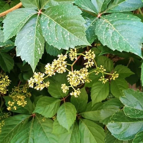 Parthenocissus quinquefolia - balcone resistenti in vaso esotiche 600semi