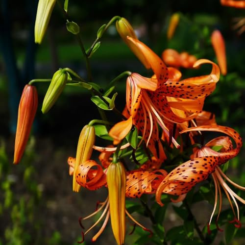 LilienZwiebeln, stauden winterhart mehrjährig seltene gartenpflanzen blumenzwiebel frühblüher 2pcs