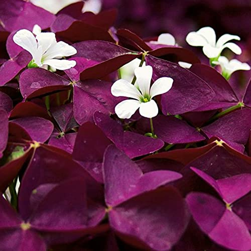 Mysteriöse magische Glühbirne, Blumenzwiebel Mix, Luftreinigung, Lebende Pflanzen,Winterhart pflanzen, Mehrjährige Blumenzwiebel ist winterhart-4 Oxalis Triangularis Blumenzwiebeln
