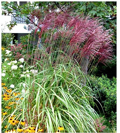 10 x Miscanthus sinensis 'Ferner Osten' im 1 Liter Topf (Ziergras/Gräser/Winterhart/Mehrjährig/Staude) Rotes Chinaschilf - Ziergras mit atemberaubender Farbgebung - von Stauden Gänge